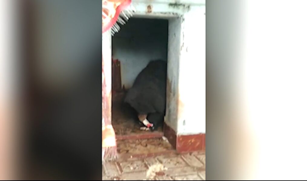 Bear creates stir as it enters village in southern India