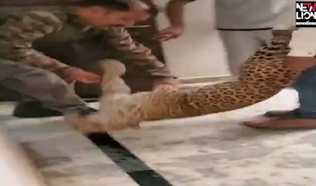 Leopard enters community centre in northern India, rescued