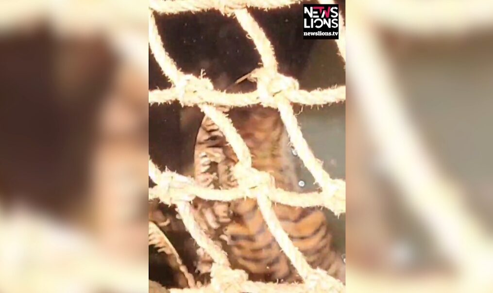 Tiger falls into well in southern India, rescued