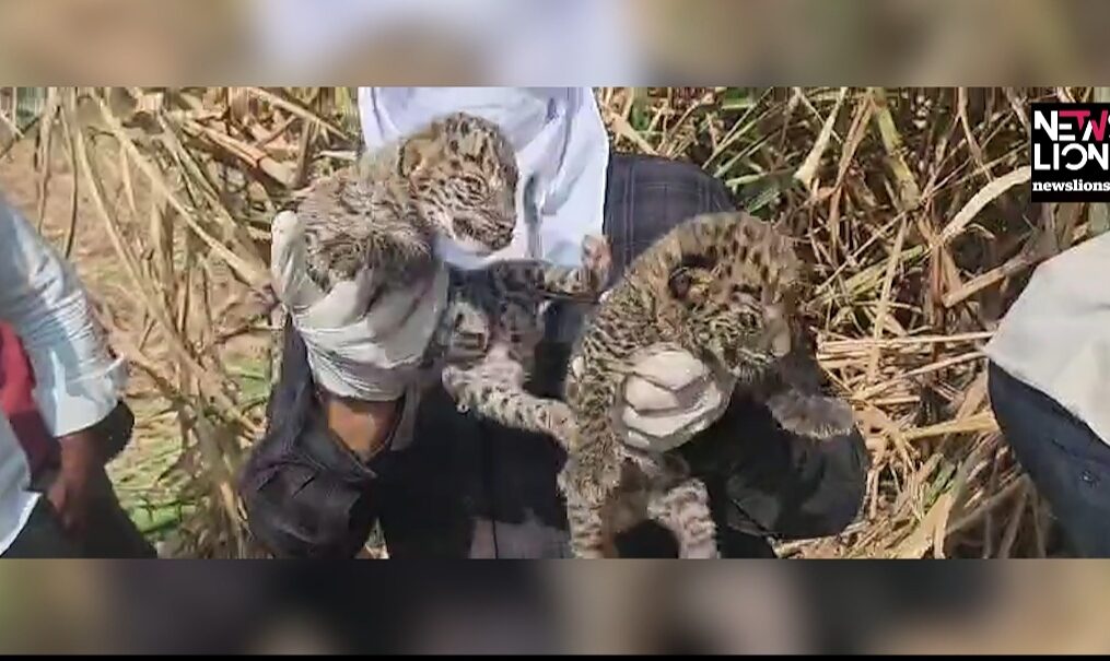 Leopard cubs reunited with their mother in western India
