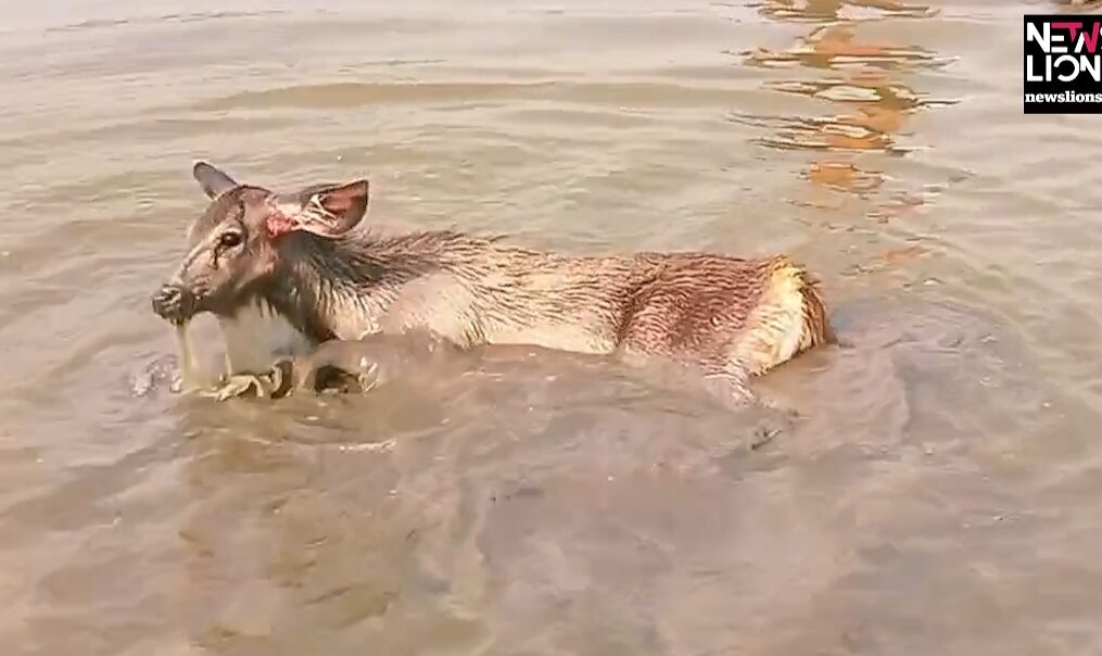Injured Sambar deer rescued from pond in western India