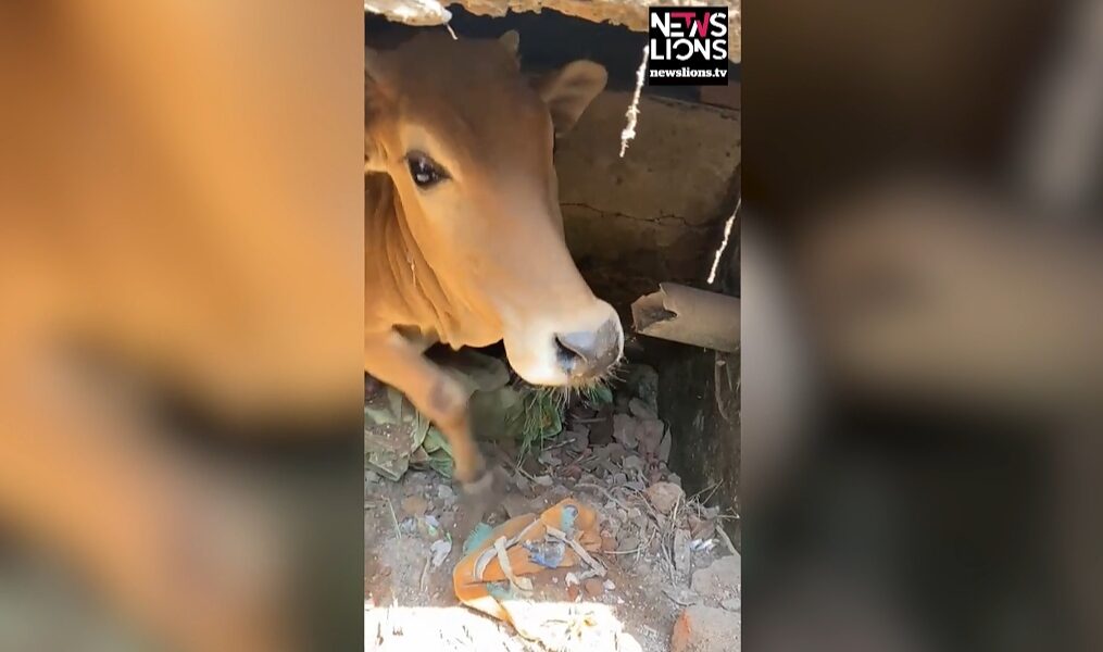 Cow rescued after it fell into narrow septic tank in central India