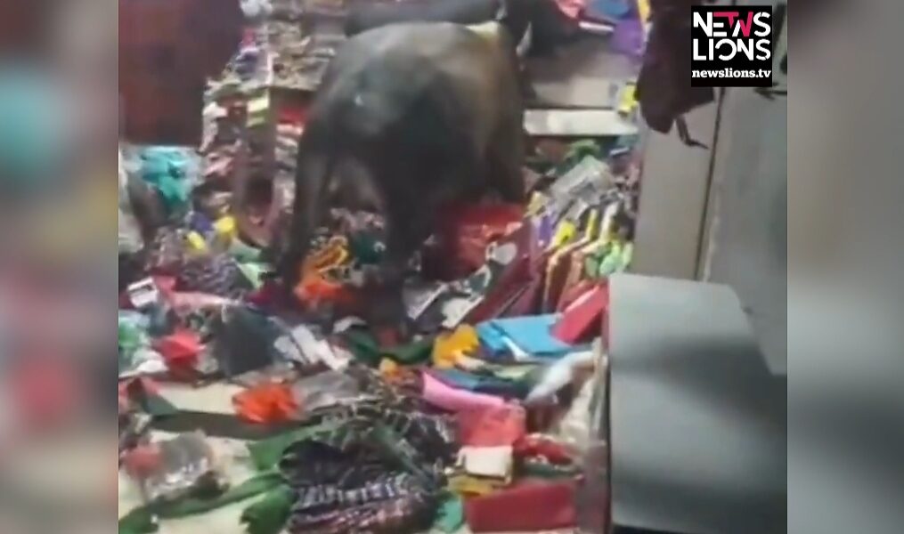 Bulls lock horns inside garment store in central India