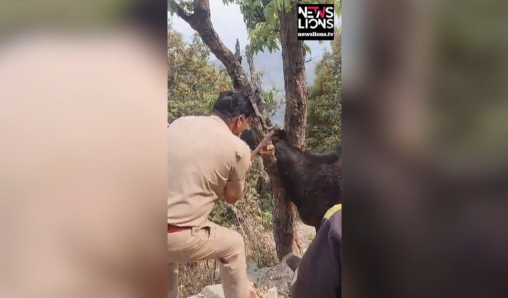Police officer rescues cow trapped between tree branches in northern India