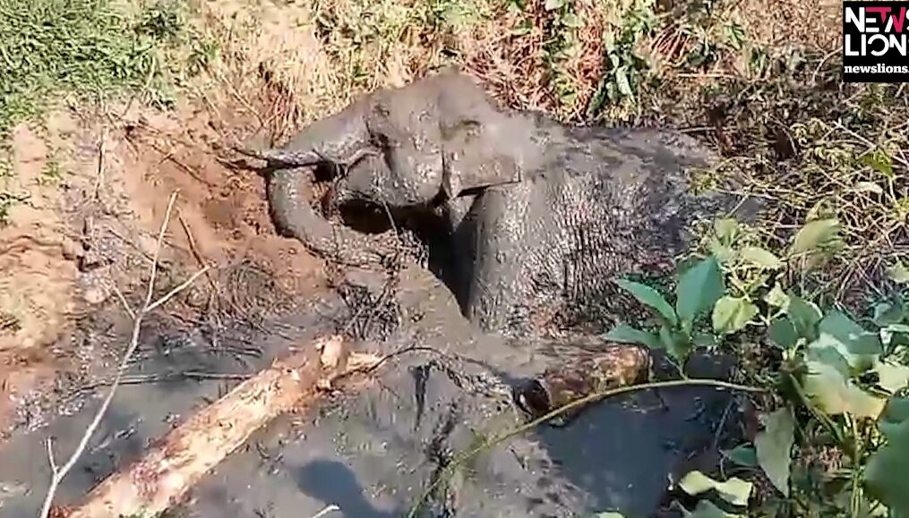 Elephant rescued after it fell into trench in southern India
