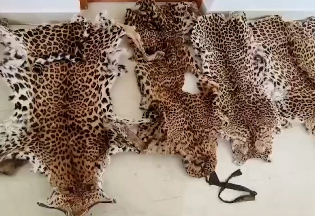 Inter-state wildlife racket busted in eastern India; seven held