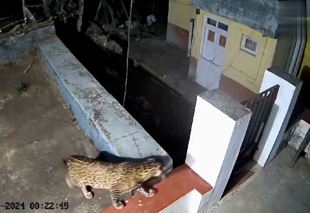 Leopard, black bear spotted roaming on roof of house in southern India
