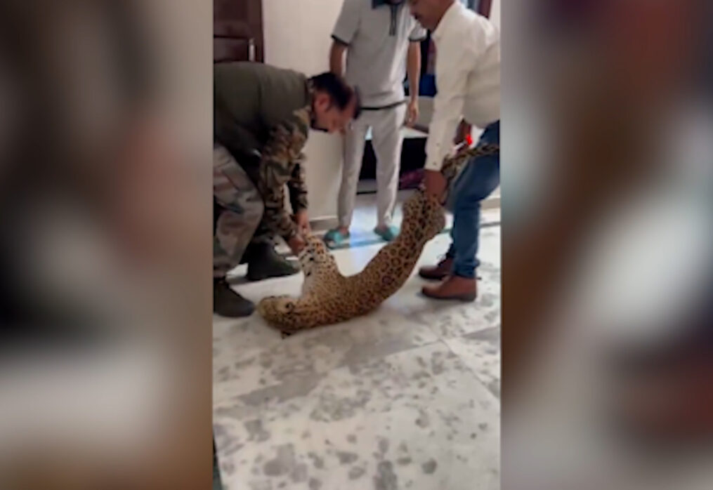 Leopard enters community centre in northern India, rescued