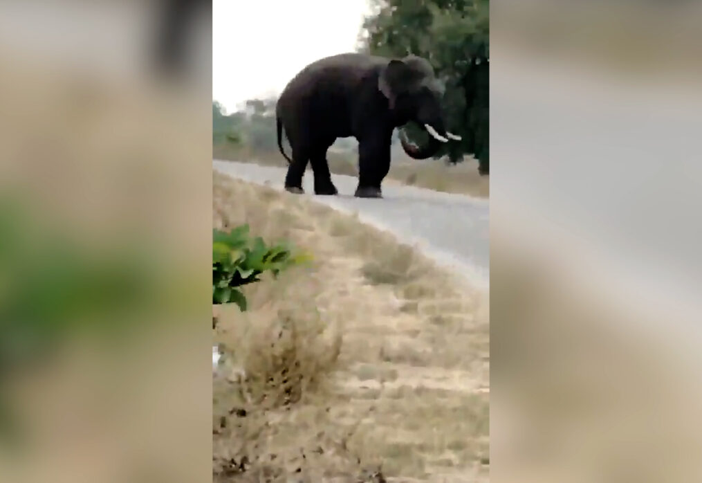 Elephant tramples man after straying from neighbouring state in southern India