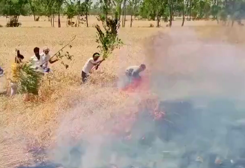Crop devastated by electrical fire in northern India, farmers suffer heavy losses