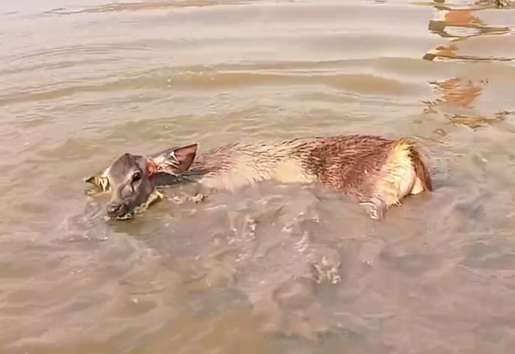 Injured Sambar deer rescued from pond in western India