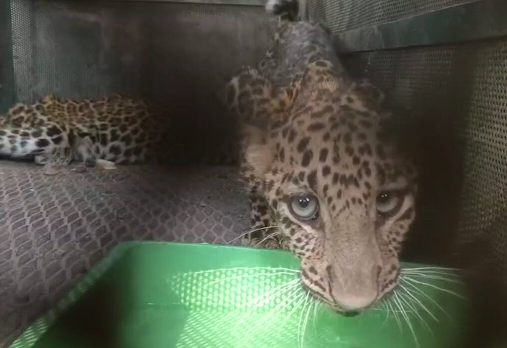 Leopard cubs rescued after they fell into pit in cowshed in central India