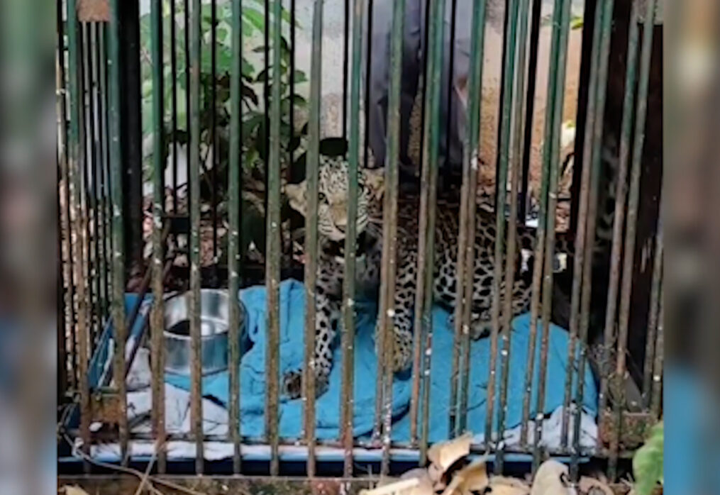 Leopard cub hit by vehicle as it was trying to cross road in southern India