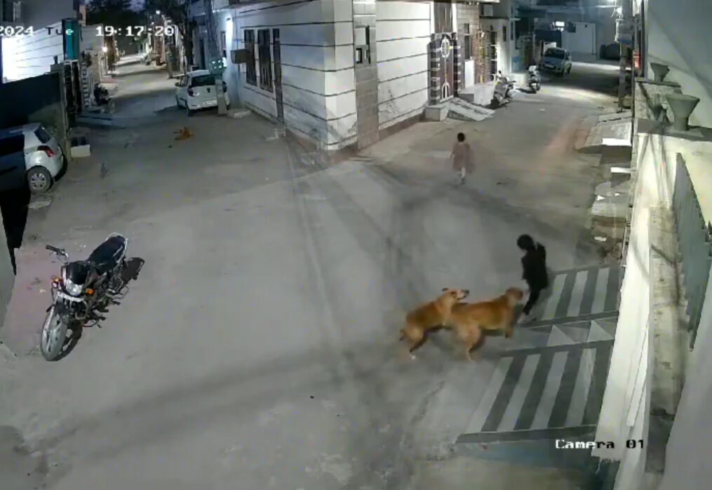 Stray dogs attack child in northern India