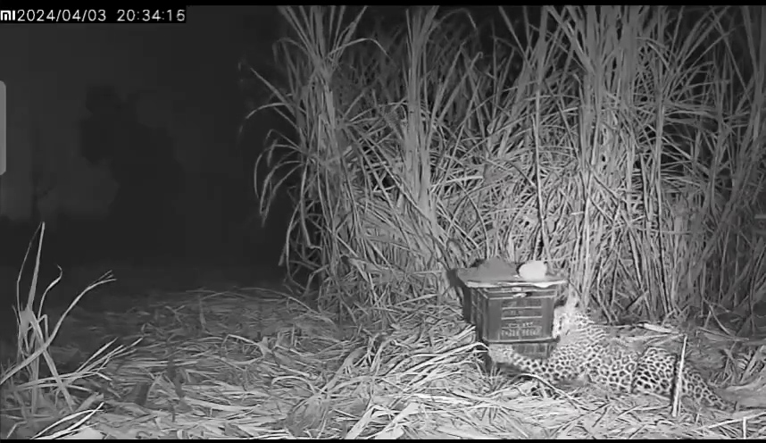 Leopard cubs reunited with their mother in western India