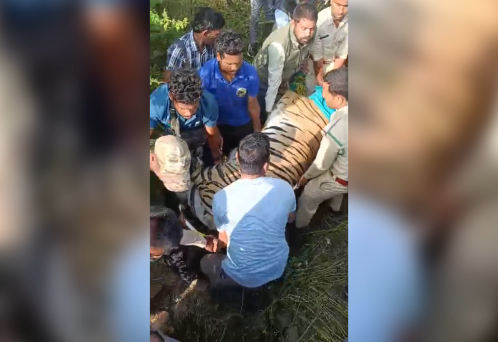Drone rescue operation unfolds to capture tiger on loose in India