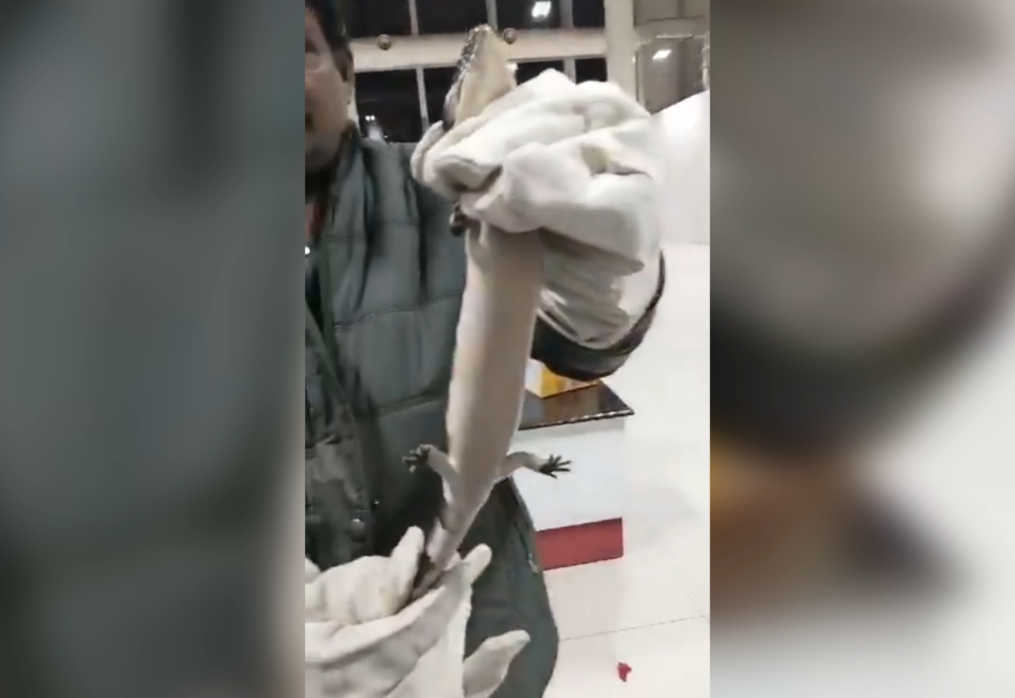 Smuggling operation crushed: Two smugglers caught red-handed with exotic lizards at Indian airport