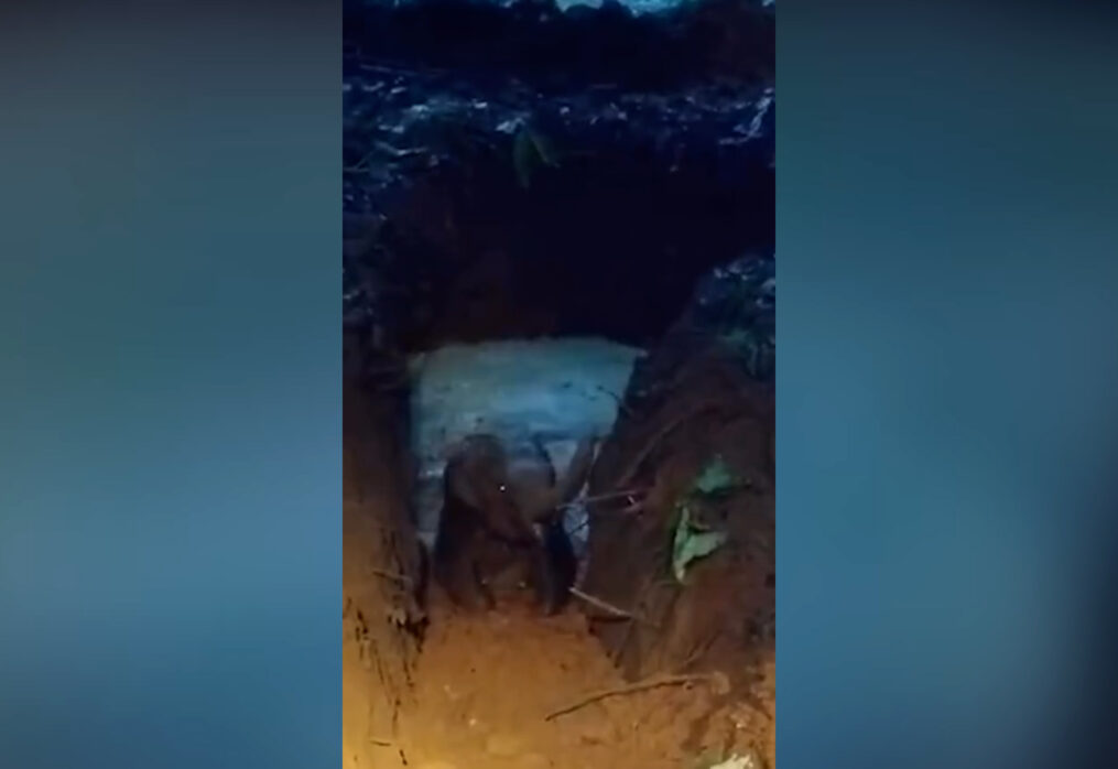 2-year-old baby elephant falls into uncovered well, rescued following two hours of intense effort