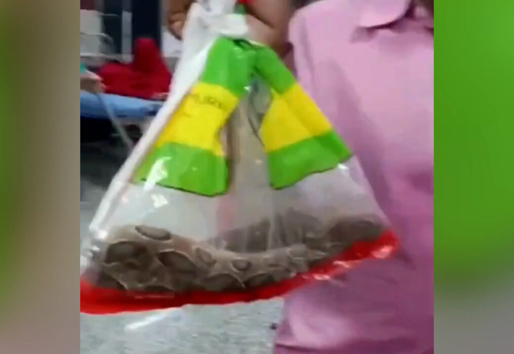 Bitten man enters hospital with snake in hand as quick anti-venom treatment prevents fatal outcome