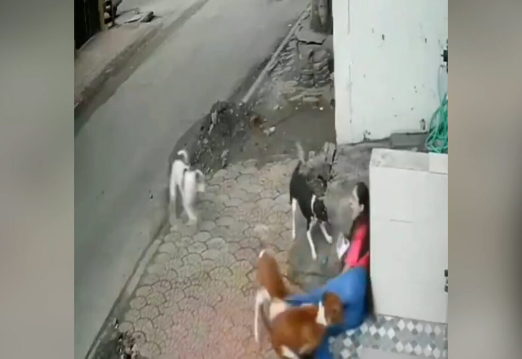 Four aggressive strays maul student while heading to exam brutally injuring her, sparks public outrage