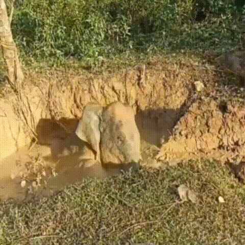 Forest team rescues distressed elephant from pit in northeastern India_GIF_converted